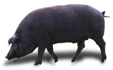 Cerdo Ibérico de Bellota
